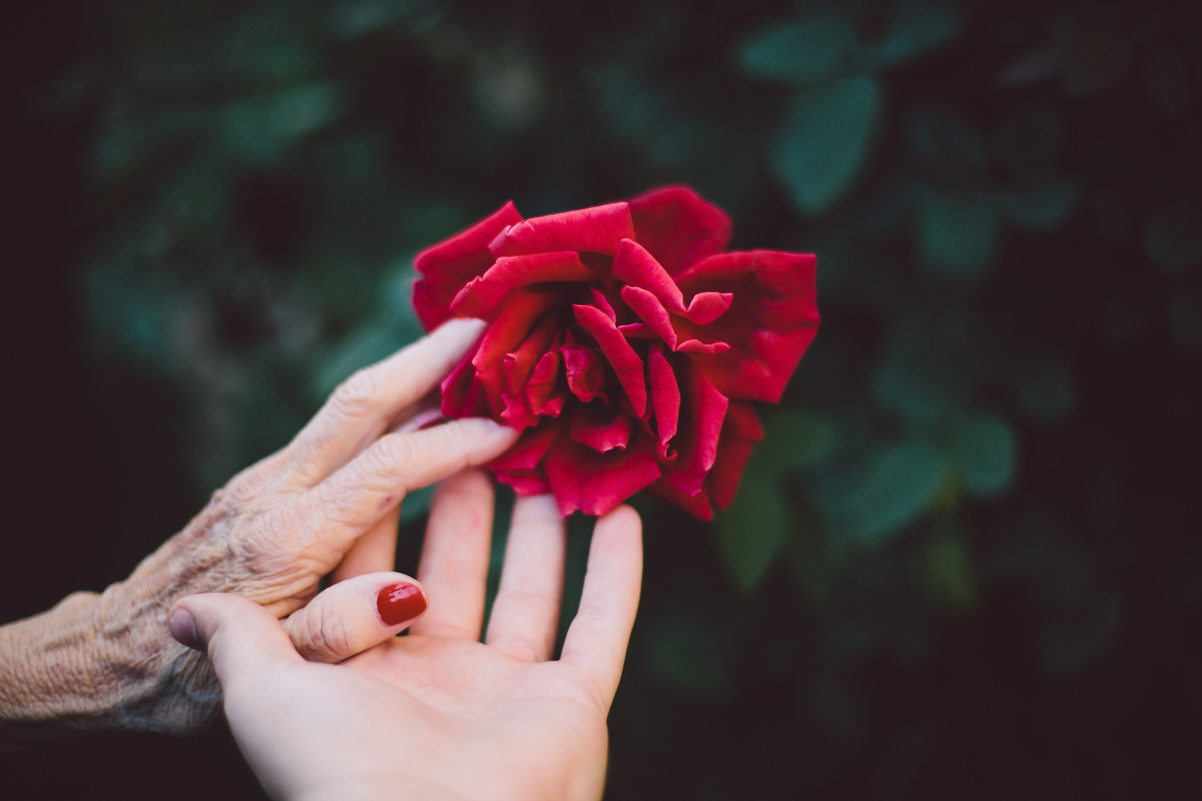 Young and Elderly Hand Touching Rose Blossom